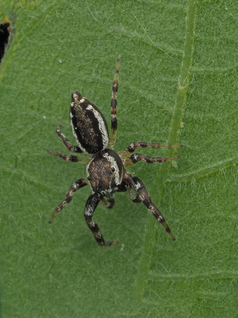 Peppered Jumper