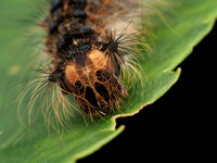 Moth Caterpillar