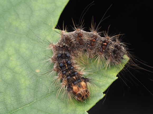 Moth Caterpillar