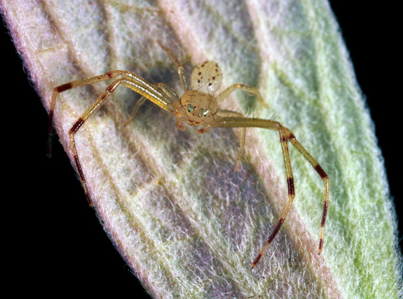 Crab Spider, Araña Cangrejo