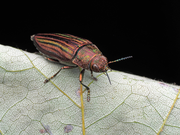 Jewel Beetles