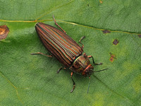 Jewel Beetles