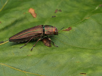 Jewel Beetles