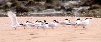 Common Tern and one Sandwich Tern, Charrán Común y Sandwich