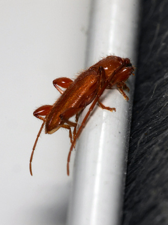 Long-horned Beetles.