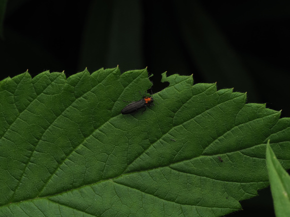 Jewel Beetle