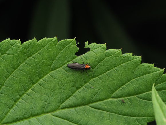 Jewel Beetle