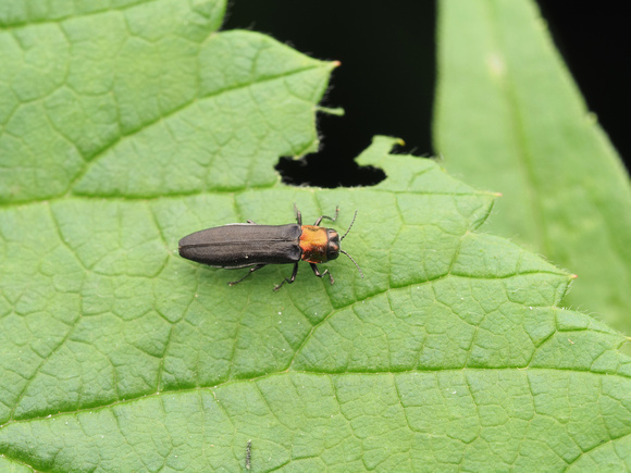 Jewel Beetle