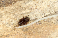 Spitting Spider, Scytodidae sp.