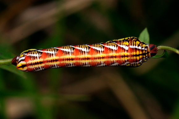 Caterpillar of the Sphynxid Moth