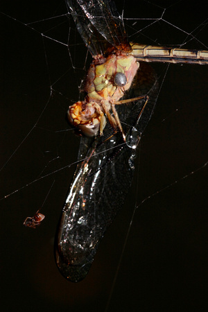 Spiders Feeding on Dragonfly
