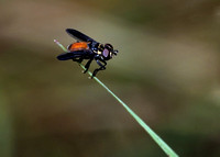 Feather-legged Flies