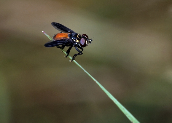 Feather-legged Fly