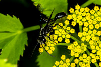 Wasps and Sawflies