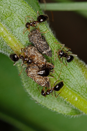Podzol Mound Ant