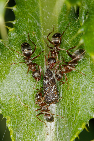Podzol Mound Ant