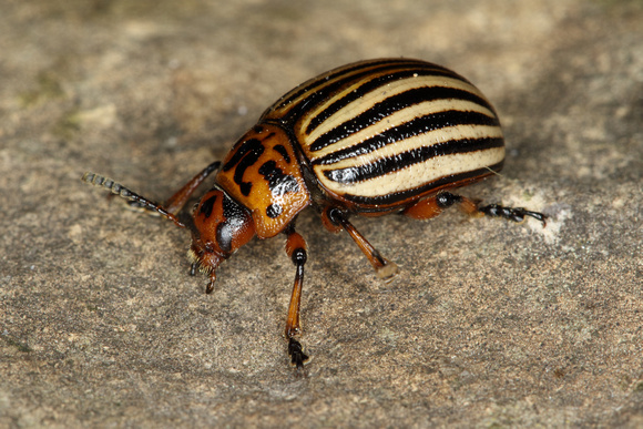 Colorado Potatoe Beetle