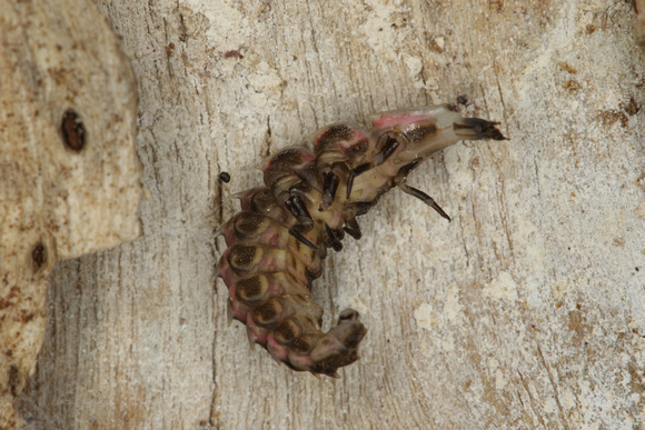 Firefly Beetle Larvae