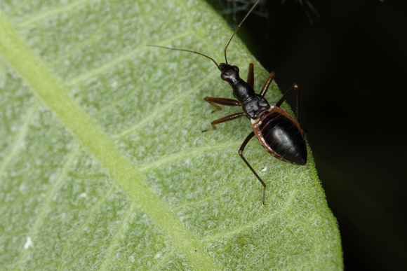 Black Damsel Bug