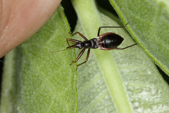 Black Damsel Bug