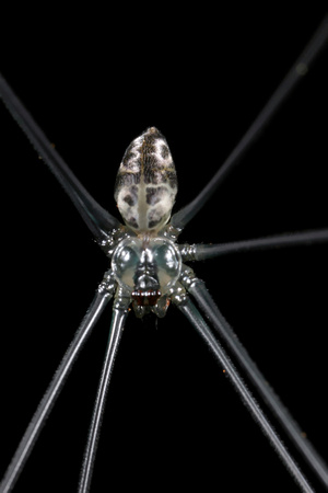 Long-legged Spiders