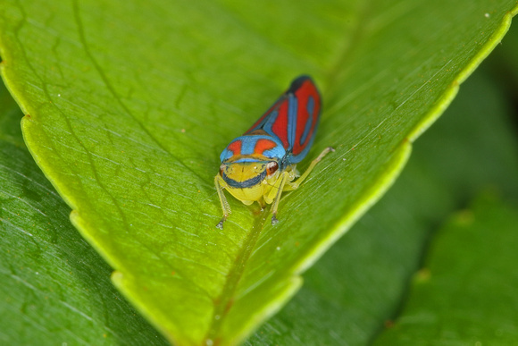 Red-banded Leafhopper