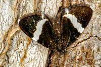 White-striped Back Butterfly