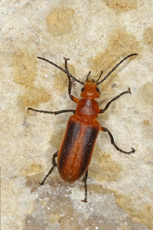 Brown Blister Beetle