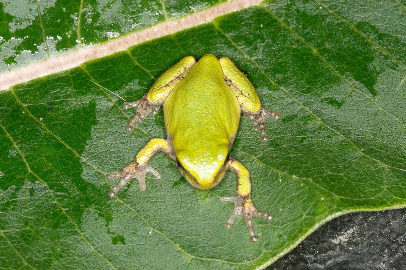 Puerto Rico Wildlife: Alfredo Colón | Frogs