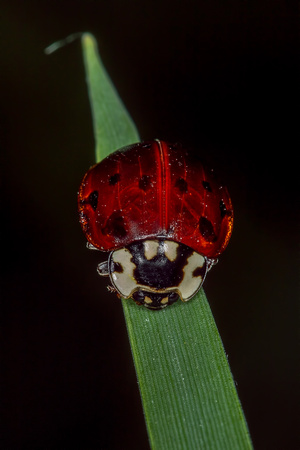 Fifteen-spotted Lady Beetle