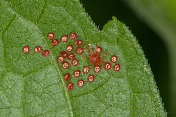 Possible Mite Eggs