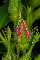 Common Eupithecia Caterpillar