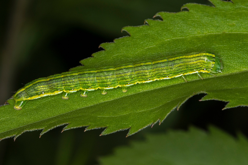 Puerto Rico Wildlife: Alfredo Colón | Caterpillars