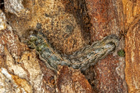 Bethune's Pinion Caterpillar