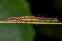 Ursula Wainscot Caterpillar