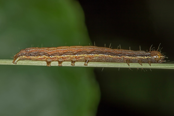 Ursula Wainscot Caterpillar