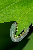 Common Sawfly Caterpillar