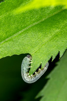 Common Sawfly Caterpillar