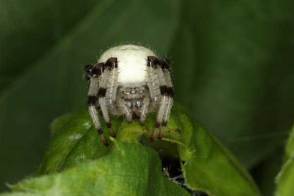 Shamrock Orbweaver Spider