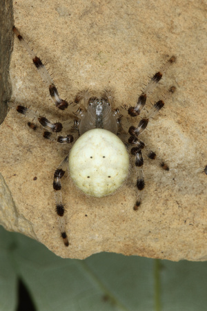 Shamrock Orbweaver Spider