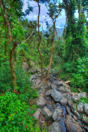 El Yunque National Forest After Hurricane María