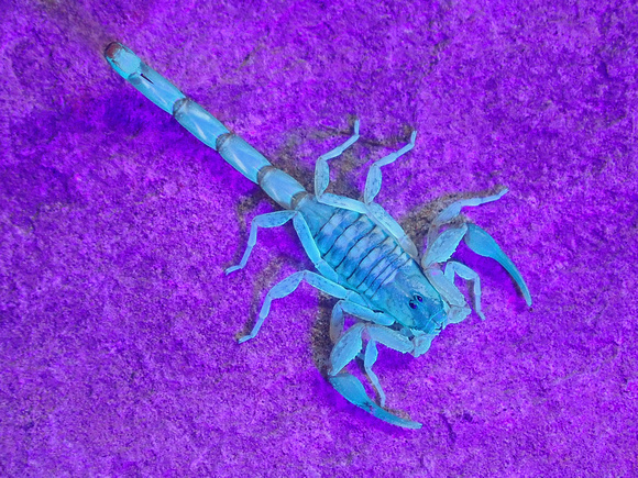 Scorpion under UV light.