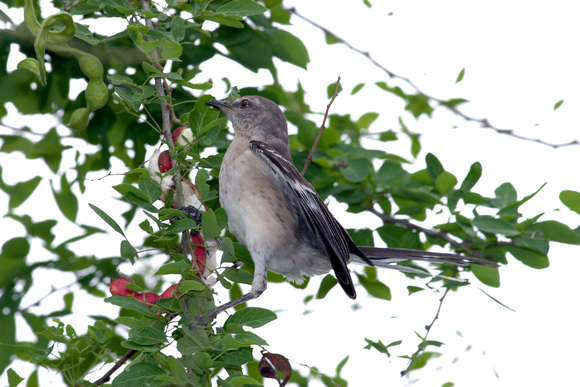 Northern Mockingbird Feeding, Ruiseñor Comiendo