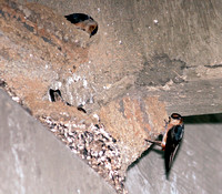 Cave Swallow, Golondrina de Cuevas