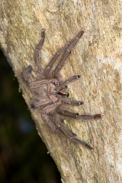 Puerto Rico Wildlife Alfredo Colón Caribena Avicularia Laeta