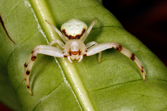 Crab Spider