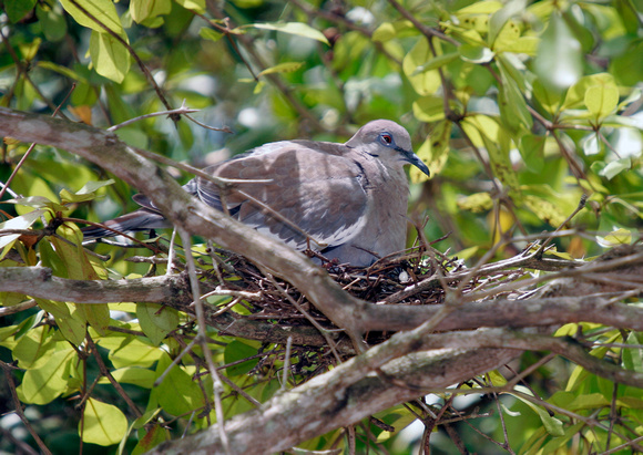 White-winged Dove Nesting, Tórtola Aliblanca en Nido