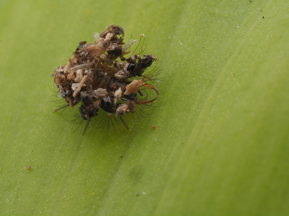Lacewing larva with Como