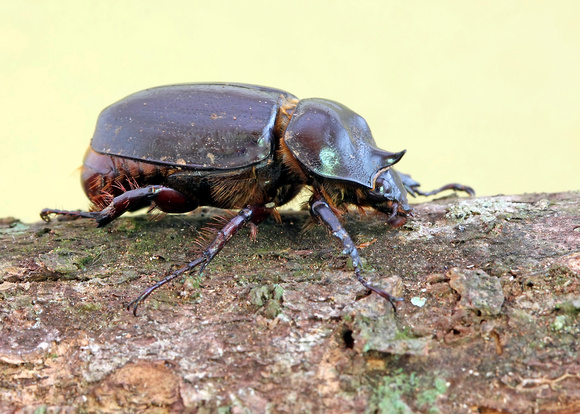 Puerto Rican Rhinoceros Beetle
