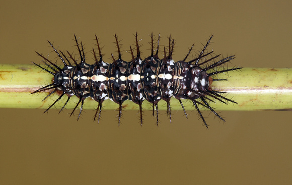 Caterpillar of the Dryas iulia Butterfly